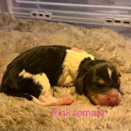 Pink girl - Tri-colored female Treeing Walker Coonhound puppy in Lovelady, Texas from 3 Color Kennel