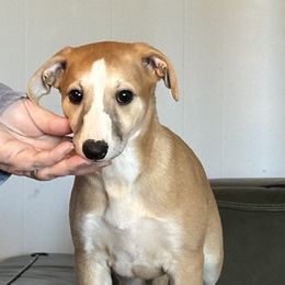 Jenks - Red male Whippet puppy in Sand Springs, Oklahoma from Liberty Whippets