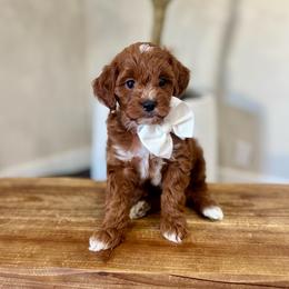Churro boy - Red  male Goldendoodle puppy in Rio Linda, California from Plush Doodles
