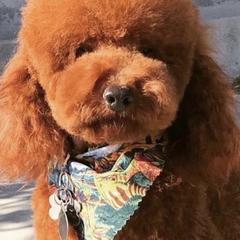 Irish Doodles from Mountain West Puppies