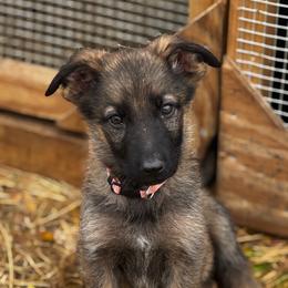 Layla - Sable female German Shepherd puppy in Lexington, Virginia from Buffelbach Farmstead Shepherds
