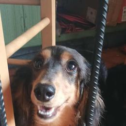 Paige - Dachshund