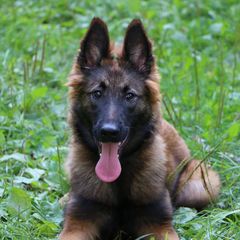 Belgian Tervuren Puppies from EnHommage Belgian Shepherds