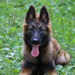 Belgian Tervuren Puppies from EnHommage Belgian Shepherds
