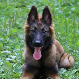 Belgian Tervuren Puppies from EnHommage Belgian Shepherds