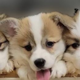 Pembroke Welsh Corgi Puppies from Breyerwood Corgis