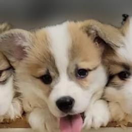 Pembroke Welsh Corgi Puppies from Breyerwood Corgis