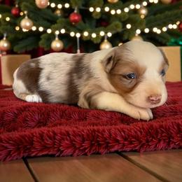 Luna Uccello - Red merle female Australian Shepherd puppy in Statesville, North Carolina from Charming Australian Shepherds