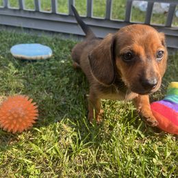 Protos  (CH Euro American lines, health tested) - Red male Dachshund puppy in Moon Township, Pennsylvania from Serendipity Dachshunds