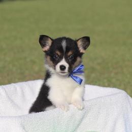 Boy 2 blue ribbon - Black and tan male Pembroke Welsh Corgi puppy in Ville Platte, Louisiana from Flat town corgis