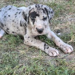 Pepper - Merle female Great Dane puppy in Ottumwa, Iowa from Robin's Great Danes
