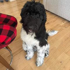 Newfoundland, Newfypoo, and Sheepadoodle All Grown Up from Sweet Creek Pups