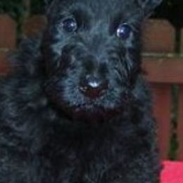 Scottish Terriers from Fairway Scottish Terriers