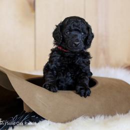 Riggin - Black male Poodle puppy in Arlington, Ohio from Solid Oak Ranch