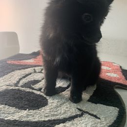 Pomeranian Puppies from Jazzi’s Poms