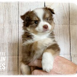 Toy Australian Shepherd Puppies from Canaan Mountain Aussies