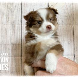 Toy Australian Shepherd Puppies from Canaan Mountain Aussies