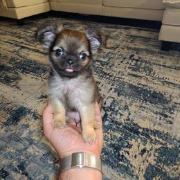 Akc Oscar - Black sabled fawn male Chihuahua puppy in Cedarville, Ohio from Evereve Kennels