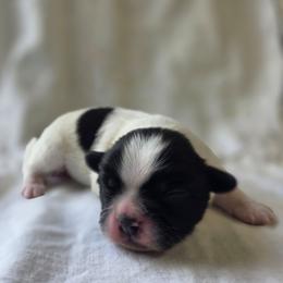 Jack - Black and white male Shichon puppy in Ronda, North Carolina from Willow River