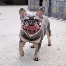 JUJU - French Bulldog