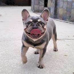 JUJU - French Bulldog