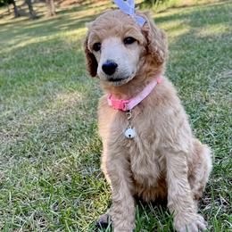 Miss White Collar (was Purple) VIDEO - Cream female Poodle puppy in Screven, Georgia from Dreamland Standard Poodles