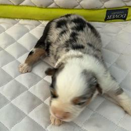 Blue merle male - Blue merle male Miniature Australian Shepherd puppy in Graham, North Carolina from Thompson Farm Mini Aussies
