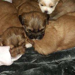 Shih Tzu Puppies from N.F.S.T Imperial ShihTzu Puppies.