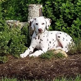 Dalmatian Puppies from Matchless Dalmatians