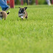 German Shepherd and Icelandic Sheepdog Puppies from Caradoc Kennel