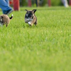 German Shepherd and Icelandic Sheepdog Puppies from Caradoc Kennel