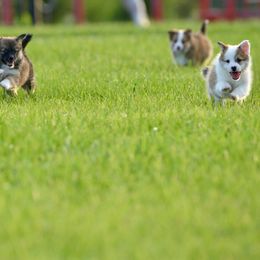 German Shepherd and Icelandic Sheepdog Puppies from Caradoc Kennel