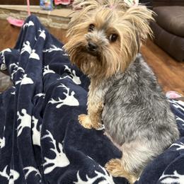 Lola - Yorkshire Terrier