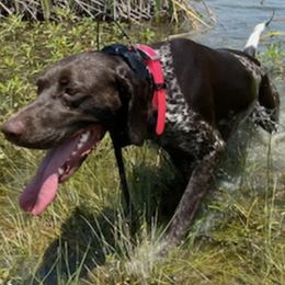 German Shorthaired Pointers from Faith Ranch