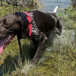 German Shorthaired Pointers from Faith Ranch