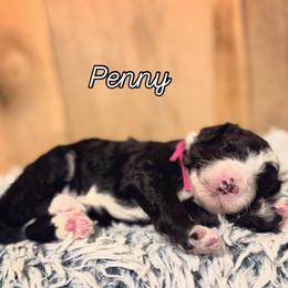 Girl 2 - Black and white female Sheepadoodle puppy in Danville, Indiana from Marley’s Doodle Ranch