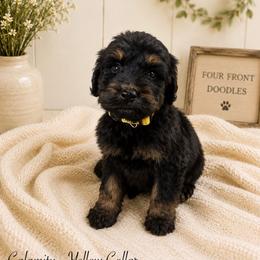 Calamity - Phantom female Bernedoodle puppy in Thornville, Ohio from Four Front Doodles & Friends