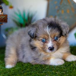 Malibu - Blue merle female Toy Australian Shepherd puppy in Granbury, Texas from Best Little Aussies