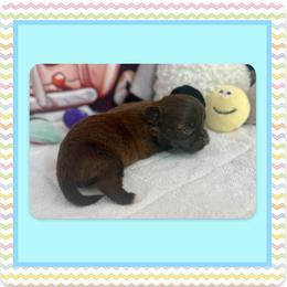 Xolo - Tan male Yorkshire Terrier puppy in Annandale, Virginia from Artisan Yorkies LLC