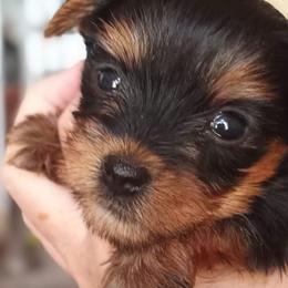 Yorkshire Terriers from Yorkie Royals
