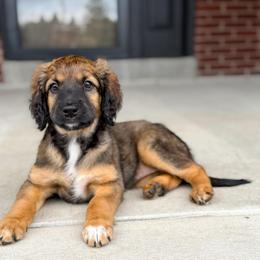 Lainey - Unfurnished Coat - female Australian Mountain Doodle puppy in Pittsburgh, Pennsylvania from WestPenn Doodles LLC
