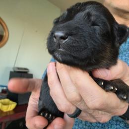 Lydia - Black and red female German Shepherd puppy in Columbus, Indiana from Stony Lonesome GSD