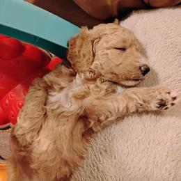 Goldendoodle puppies from Loving Doodle