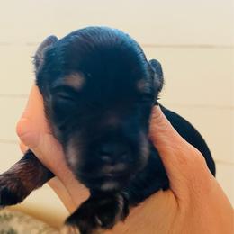 Black and silver girl - Black and silver female Miniature Schnauzer puppy in Malvern, Arkansas from Deep South Miniature Schnauzers