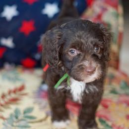 Justice - Chocolate female Australian Labradoodle puppy in Dawson, Georgia from Still Pond Australian Labradoodles