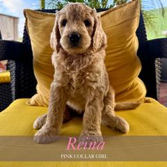 Reina - Apricot female Goldendoodle puppy in Miami, Florida from Kalidoodlee