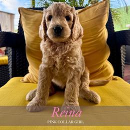 Reina - Apricot female Goldendoodle puppy in Miami, Florida from Kalidoodlee