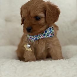 Prince hairy - Red male Cavapoo puppy in Wanette, Oklahoma from Christina Kolovos