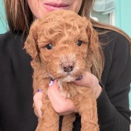 Marshall - Red  male Poodle puppy in Cedar City, Utah from Precious Paws Ranch