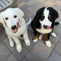 Sofia - White female Maremma Sheepdog puppy in Kings County, California from Prancing Pony Farm Maremma Sheepdogs
